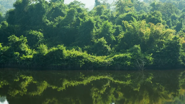 Tropischer Regenwald — Stockfoto