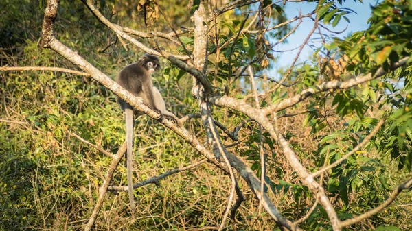 Dusky blad aap in tropische regenwouden, thailand — Stockfoto