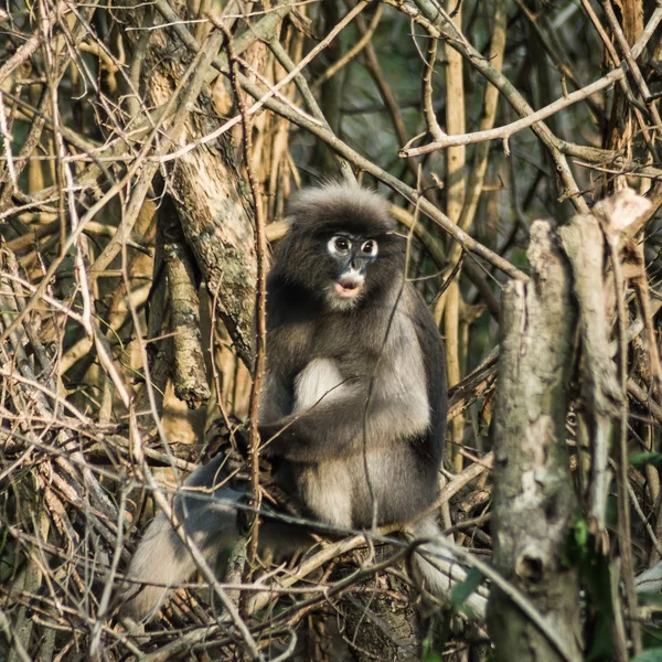 Dämmerung Blatt Affen in tropischen Regenwäldern, Thailand — Stockfoto