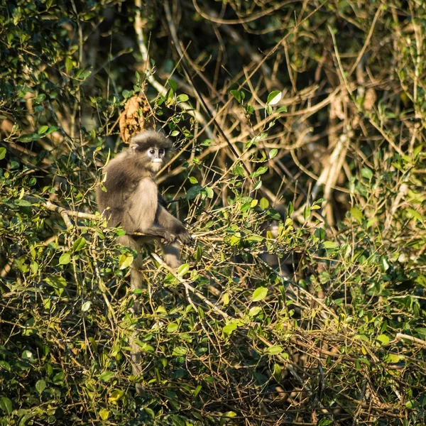 Dusky blad aap in tropische regenwouden, thailand — Stockfoto