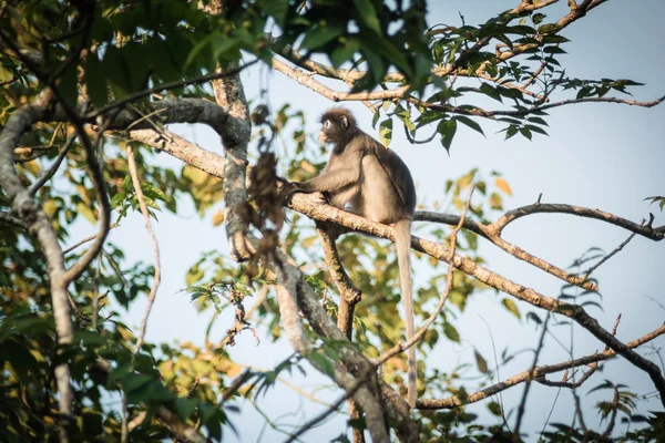 ลิงดุ๊คกี้ ลีฟ ในป่าฝนเขตร้อน ประเทศไทย — ภาพถ่ายสต็อก