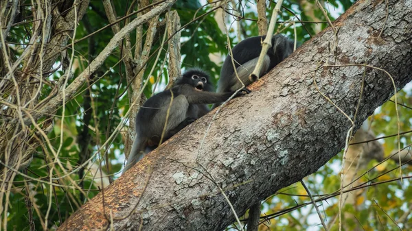 Dämmerung Blatt Affen in tropischen Regenwäldern, Thailand — Stockfoto