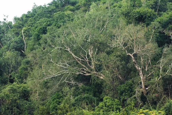 Tropical rainforest — Stock Photo, Image