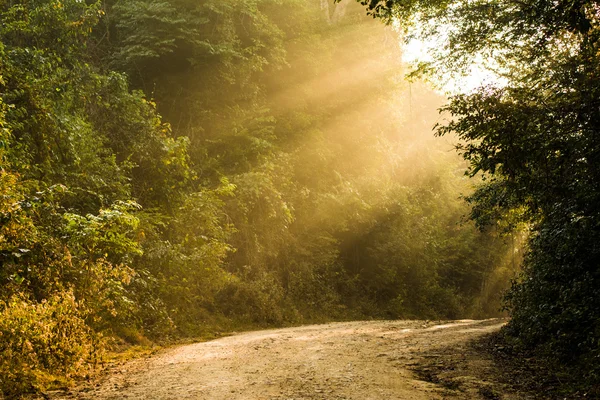 Sonnenstrahlen im bunten Herbstwald — Stockfoto