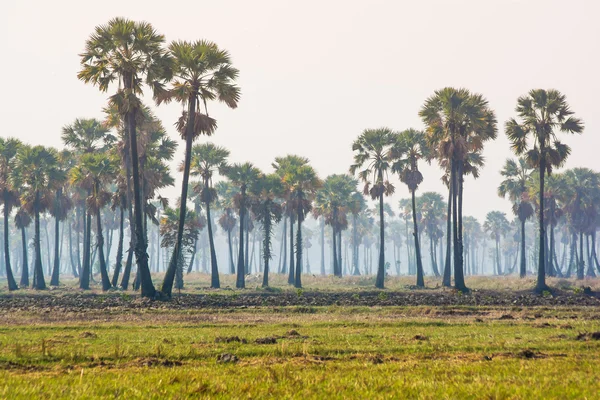 Пальмы на фоне зеленого рисового поля — стоковое фото
