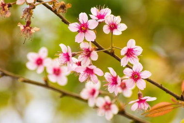 Tayland bir bahar gününde pembe çiçek sukura çiçek