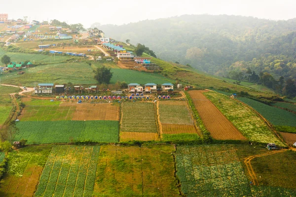 Granja de fresas en la colina, en Phu Hin Rong Kla National Pa — Foto de Stock