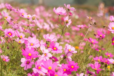 güzel pembe çiçek