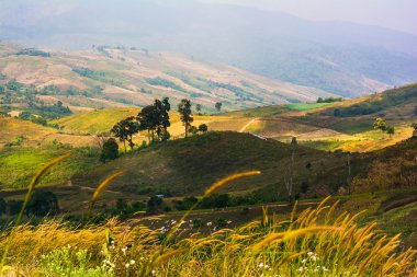 tropikal yağmur ormanlarında, phu hin rong kla Milli Parkı: phetchabun