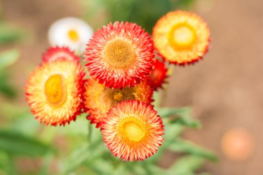 Helichrysum bracteatum