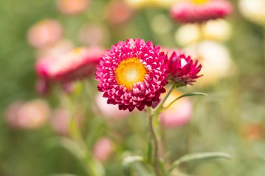 Helichrysum bracteatum