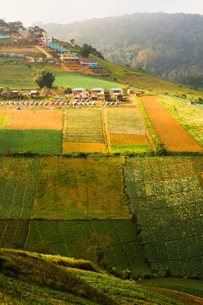 Aardbeiboom boerderij op de heuvel, in phu hin rong kla nationaal pa — Stockfoto