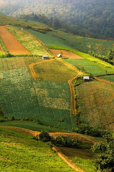 Aardbeiboom boerderij op de heuvel, in phu hin rong kla nationaal pa — Stockfoto