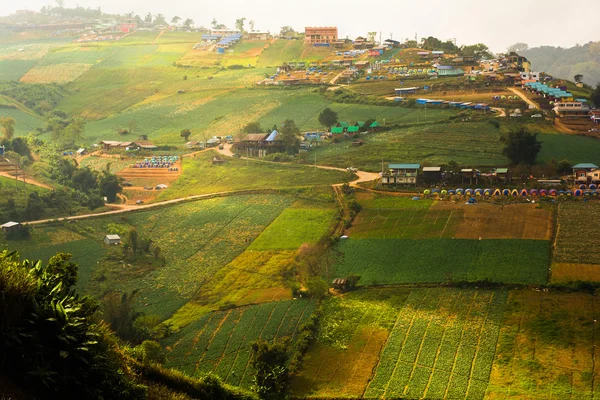 Клубничное дерево Ферма на холме, в Phu Hin Rong Kla National Pa — стоковое фото