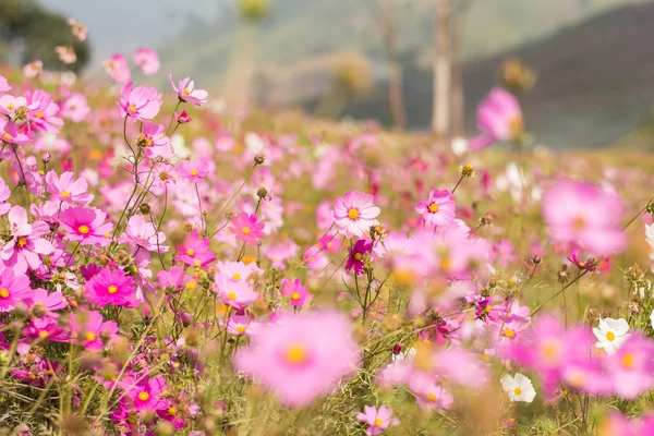 Güzel pembe çiçek — Stok fotoğraf