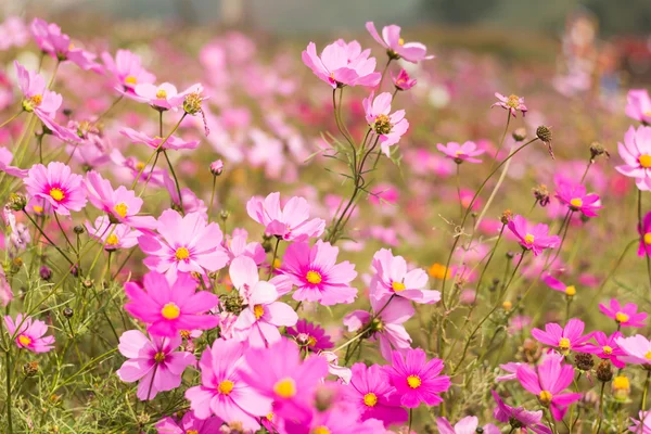 Hermosa flor rosa — Foto de Stock