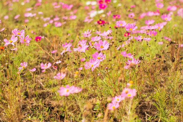 Güzel pembe çiçek — Stok fotoğraf