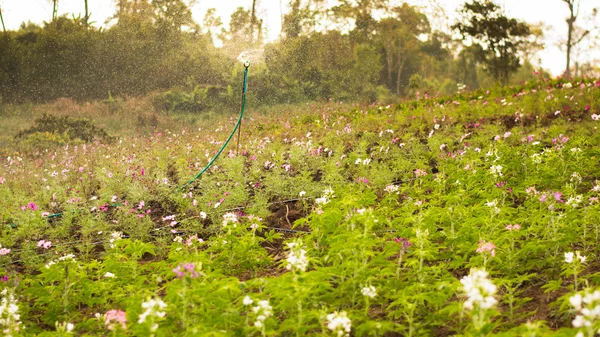 Sprinkler watering the flowers in gardens