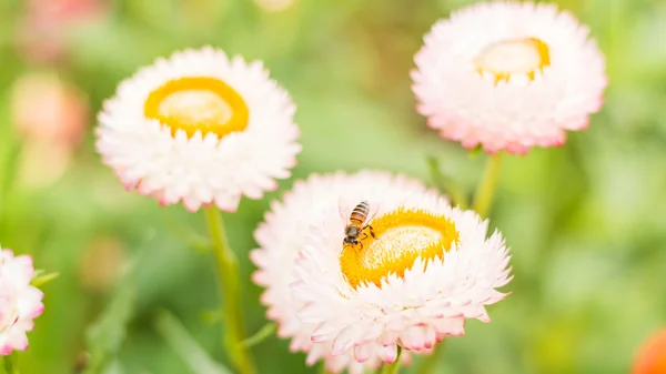 Helichrysum bracteatum mit Bienen — Stockfoto