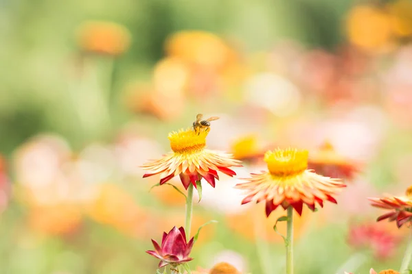 Helichrysum bracteatum mit Bienen — Stockfoto