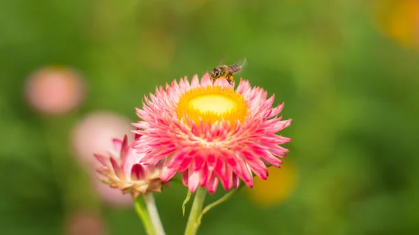 Helichrysum bracteatum met bijen — Stockfoto