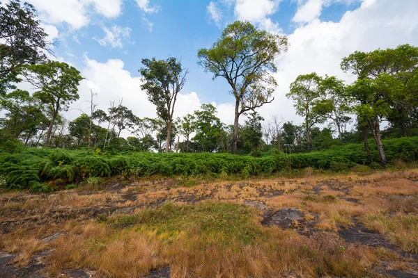 Tropical rainforest,in Phu Hin Rong Kla National Park Phetchabun — Stock Photo, Image