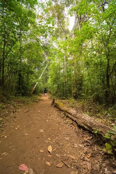 Naturstig tropisk regnskog — Stockfoto