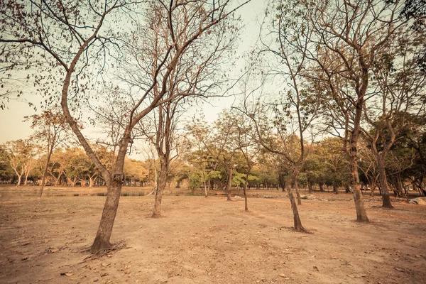 Copaci uscați — Fotografie, imagine de stoc