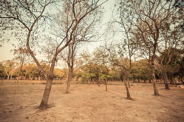 Alberi secchi — Foto Stock