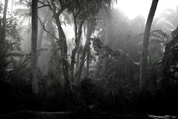 Foggy oscurato sentiero che conduce attraverso gli alberi spogli di un parco . — Foto Stock