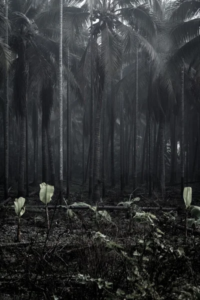Foggy oscurato sentiero che conduce attraverso gli alberi spogli di un parco . — Foto Stock