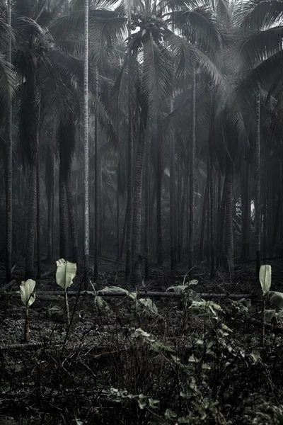 Foggy darkened path leading through the bare trees of a park. — Stock Photo, Image