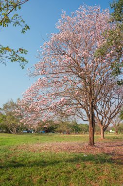 Pembe çiçekler parkta ağaçların çiçek