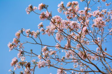 pembe bahar çiçekleri ile arka plan.