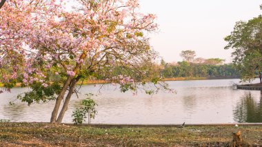 gizemli kiraz çiçekleri park