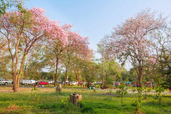 Bangkok - 21 Şubat: phutamonthon fe üzerinde bahar Pembe çiçek