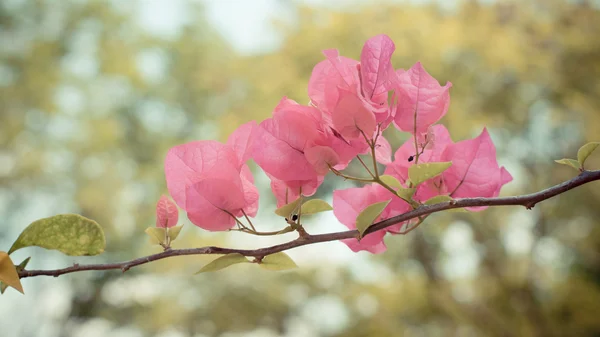 Hermoso fondo floral abstracto con flores rosadas. Frontera d — Foto de Stock