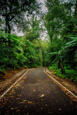 Gizemli ormandaki yol