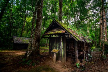 Eski ahşap kulübe, Tayland ormanlarının çatısında yosun.
