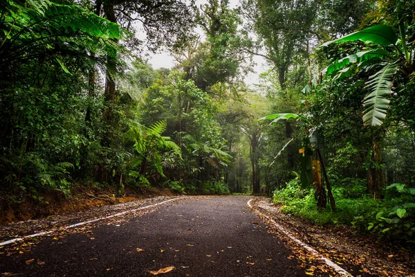Road Mysterious Forest — Stock Photo, Image
