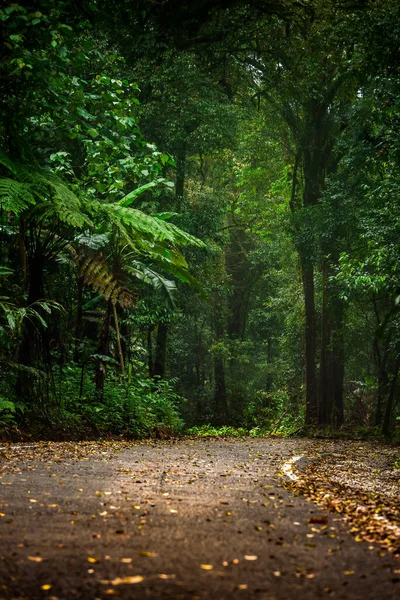 Camino Bosque Misterioso — Foto de Stock