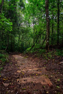 Gizemli ormanda gizlenmiş merdivenler