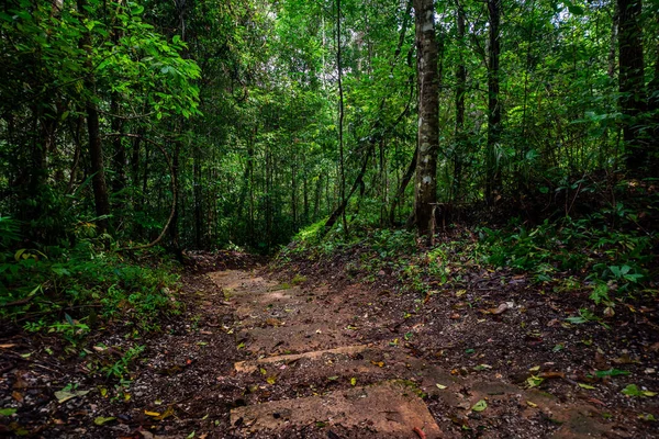 Treppen Geheimnisvollen Wald Versteckt — Stockfoto