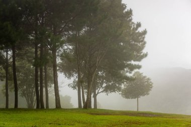 Sis çam ormanlar yukarıda. Islak dağ alan görünümünde puslu sabah