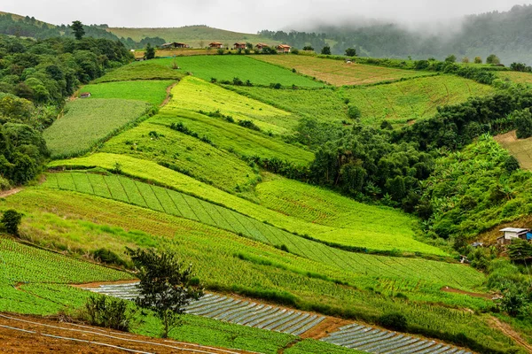 Parcelle Chou Sur Les Hauts Plateaux Thaïlande — Photo