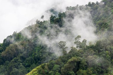 Yukarıdan orman görünümünde ağır sis