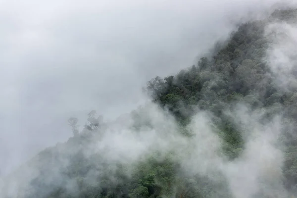 Niebla Pesada Vista Del Bosque Desde Arriba — Foto de Stock