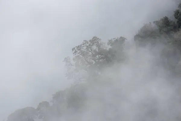 Heavy Fog Forest View — Stock Photo, Image