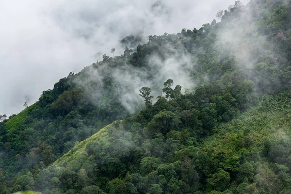 Nevoeiro Pesado Vista Floresta Cima — Fotografia de Stock