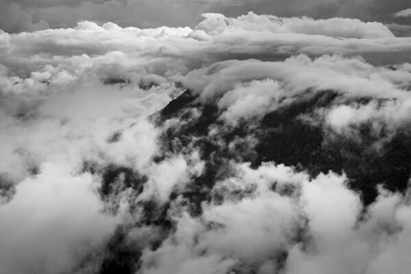 Туман в лесу, пейзаж на черно-белом